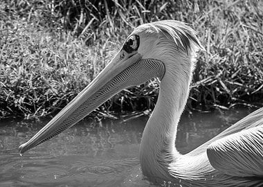 A Pelican Swimming