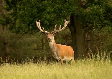 Deer stag