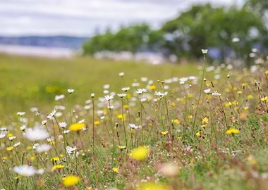 Beautiful wildflower field
