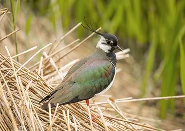 Lapwing