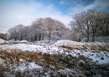 Snowy trees
