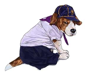 Beagle dog wear student s