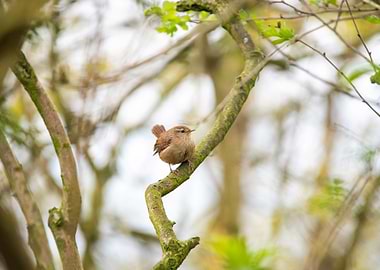 Little Wren