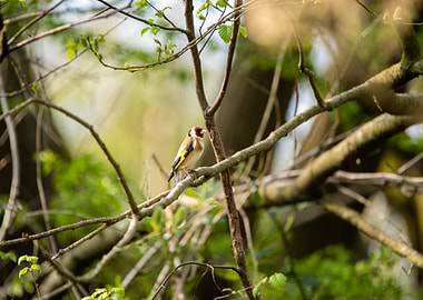 Goldfinch