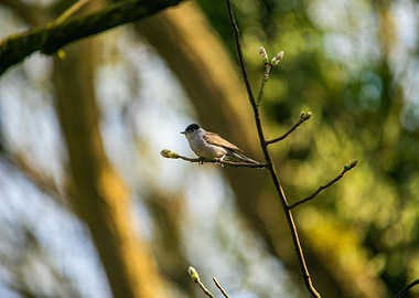 Blackcap