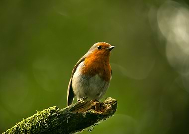 Curious Robin