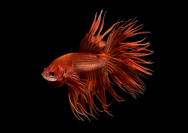 Siamese Fighting Fish