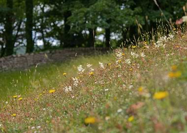 Pretty wildflower field