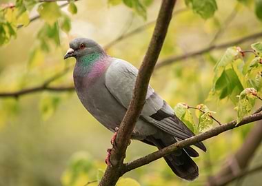 Beautiful Stock Dove