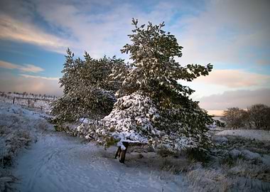 Weathered trees and snow