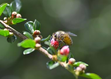 Bee and bud