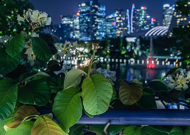 Singapore Bokehs 1
