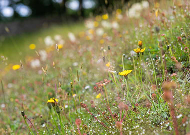 Wildflower carpet