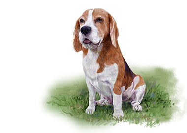 Beagle dog sitting on gree