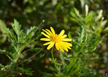 Florida Daisy