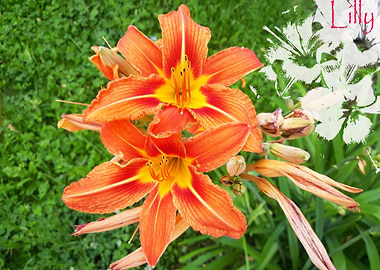 Summer Lilly