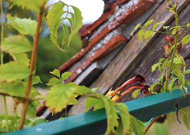 Wasp resting on a flower