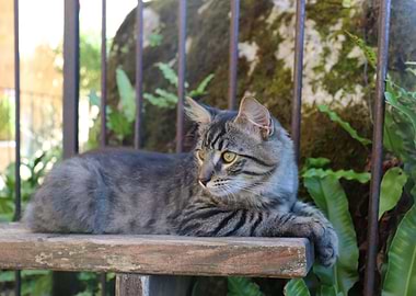 Cat posing on a bench