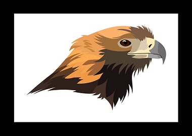 Eagle Illustrations