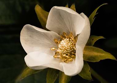 Strawberry flower