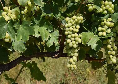 Grapes