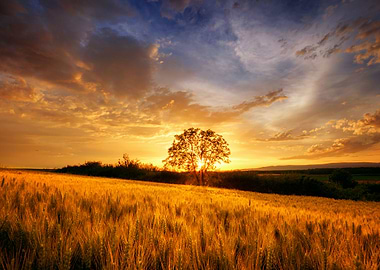 Sunset over wheat field
