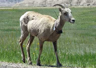 Bighorn Sheep