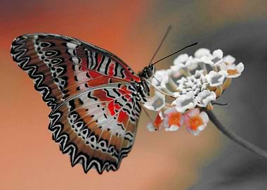 Butterfly White Flower