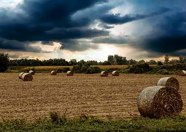 bale of hay in the meadow