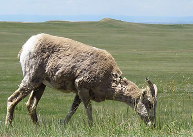 Bighorn Sheep