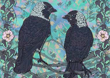 Forever Jackdaws