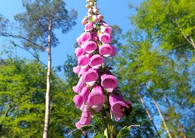 Bumblebee on a foxglove