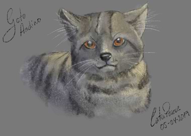 Andean cat