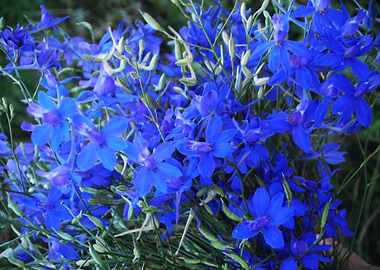 Blue Lobelia Bouquet
