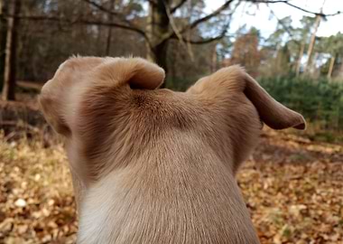 Dog watching the forest