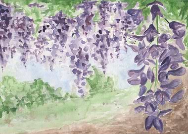 Wisteria