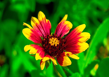 Yellow Tipped Warm Heart