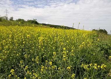 Field flowers landscape