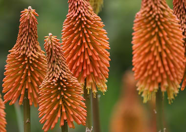 Red Hot Poker