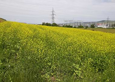 Canola field in june