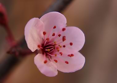 Cherry Blossom 2