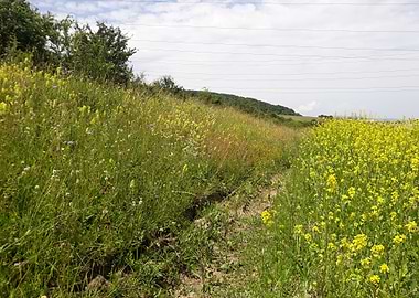 Trail among flowers