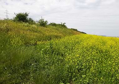 Canola field