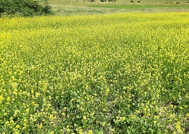 Canola crop