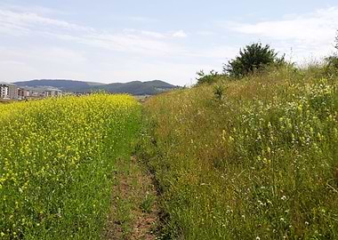 Summer canola landscape