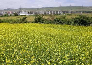 Summer canola field
