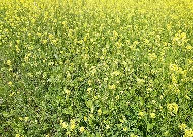 Pure vibration of the sun