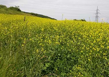 Canola field landscape
