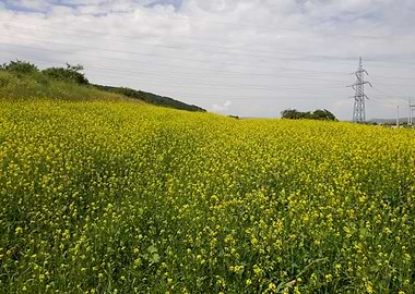 Rapeseed field