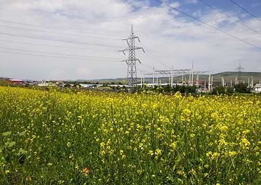 Canola field